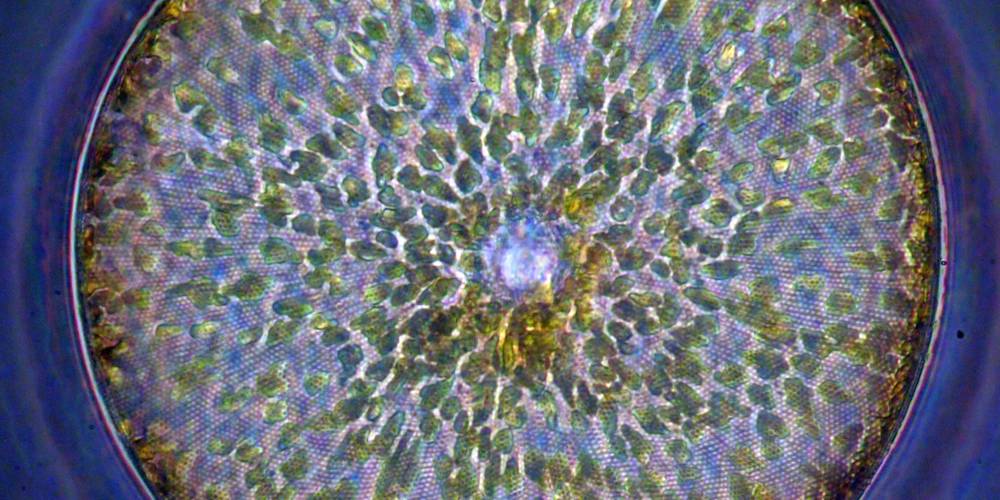 Detail from a phase contrast micrograph of Coscinodiscus wailesii from the Wyre estuary 16th January 2025, by Barry Kaye