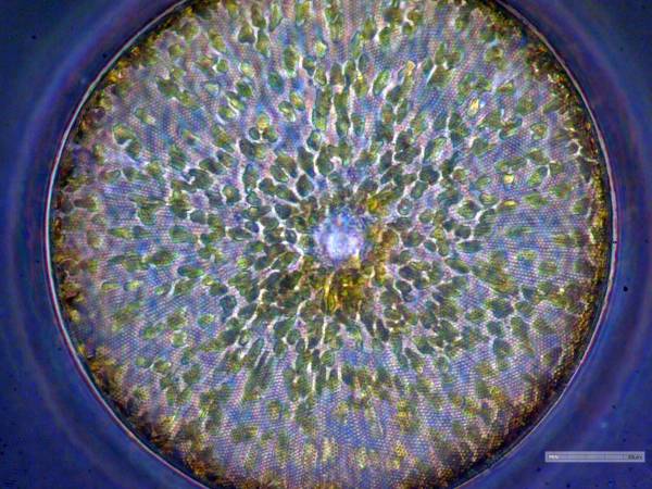 Detail from a phase contrast micrograph of Coscinodiscus wailesii from the Wyre estuary 16th January 2025, by Barry Kaye