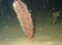 Phosphorescent sea pen