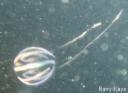 Photograph of a sea gooseberry