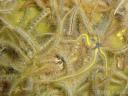 Photo of brittle stars taken in Loch Creran.