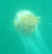 Cyanea capillata or lion’s mane jellyfish.