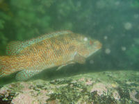 Ballan wrasse photographed at Cathedral Rock, St Abbs.