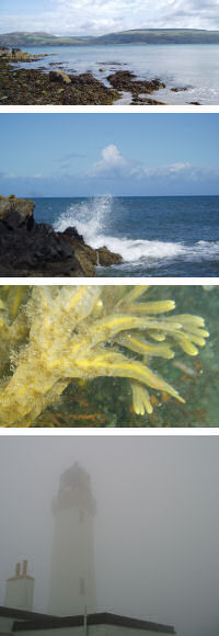 Photo montage from Glen Luce dive trip