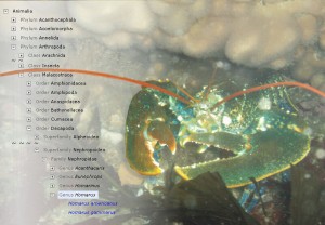 Homarus gammarus, with simplified taxanomic tree (click for large version)