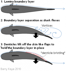 How the shark's denticles hold a layer of lamina flow water. Denticle size greatly exaggerated!