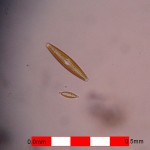 Free swimming pennate diatoms