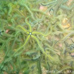 Brittlestars at Loch Creran