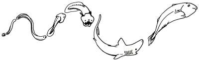Fish Evolution sequence
