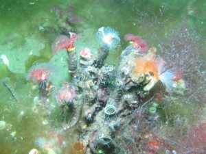 Photo of a reef of Serpula vermicularis showing range in colours