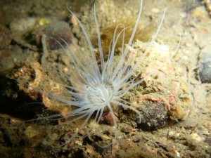 Cerianthus lloydii