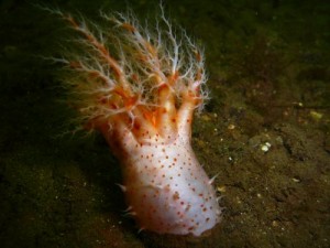 Psolus phantapus