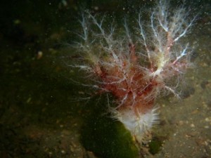 Unidentified sea cucumber