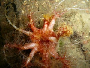 Photo of an unidentified sea cucumber