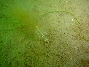 Photo of the juvenile form of the common sea pen Virgularia mirabilis