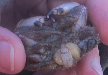 Male edible crab (Cancer pagarus) with parasitic barnacle.