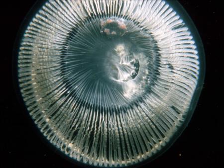 Photograph of the jellyfish Aequorea vitrina, by Gordon Fletcher