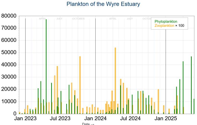Plankton in the Wyre Estuary 2023-2025