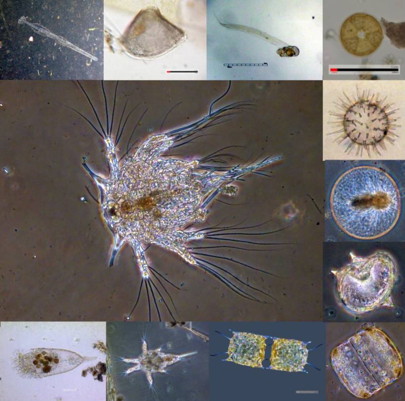 Some plankton from knott End