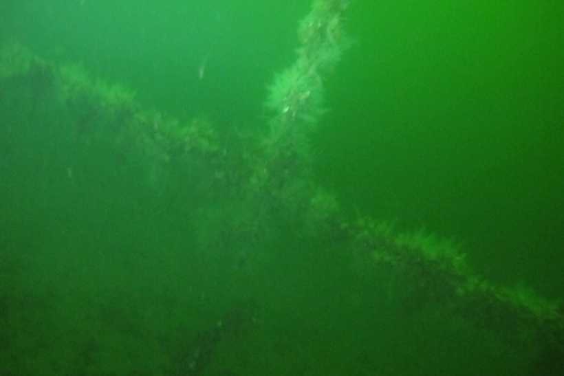 The lines loom in the darkness at about 14m depth, by Barry Kaye Sept 2019.